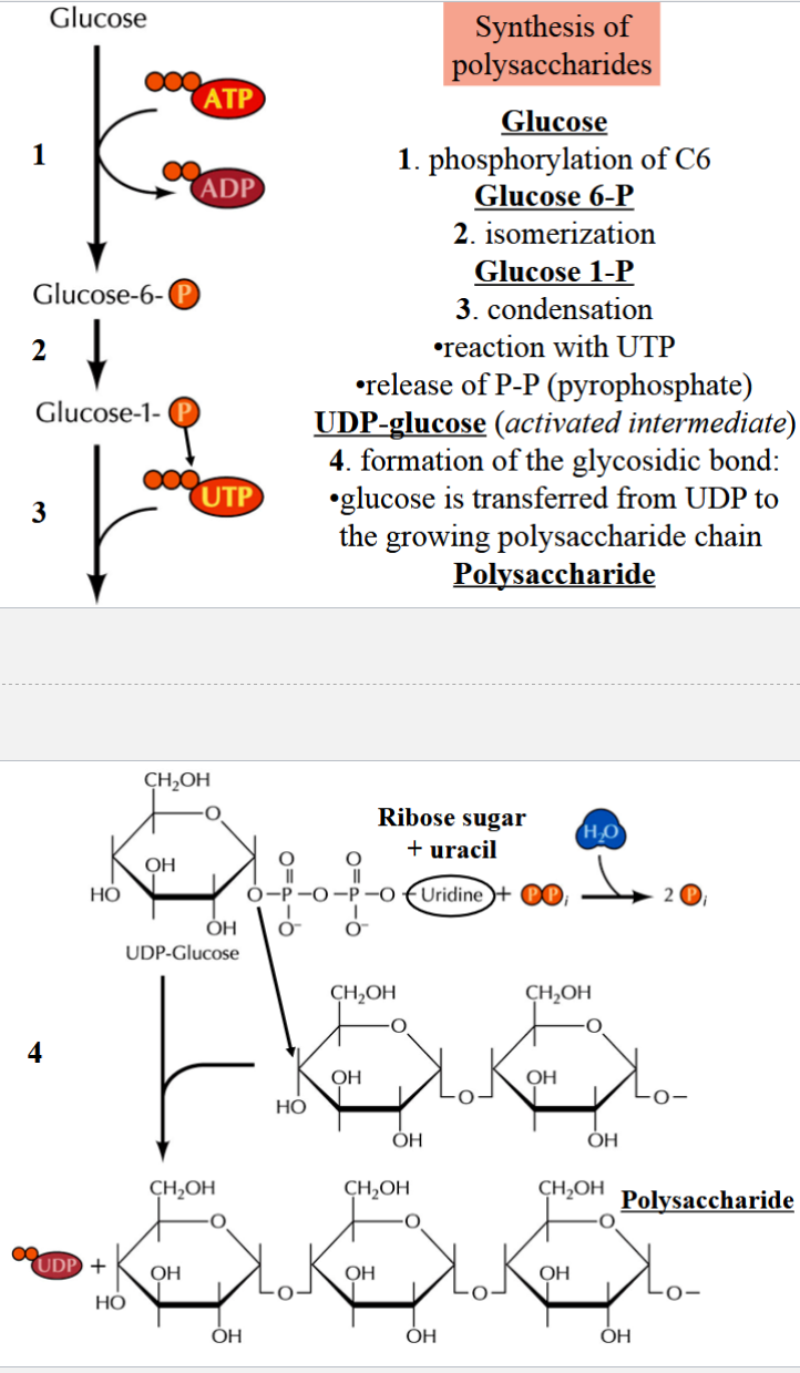 <p>1) phosphorylation: glucose → glucose 6-P</p><p>2) isomerization: glucose 6-P → glucose 1-P</p><p>3) condensation: glucose 1-P → UDP-glucose (reaction with UTP and release of P-P)</p><p>(note: UDP-glucose is the activated intermediate)</p><p>4) formation of glycosidic bond: glucose is transferred from UDP to growing polysaccharide chain</p>