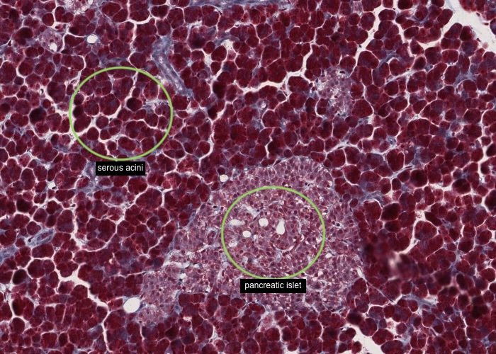 Pancreas - Exocrine and endocrine components (Trichrome stain)