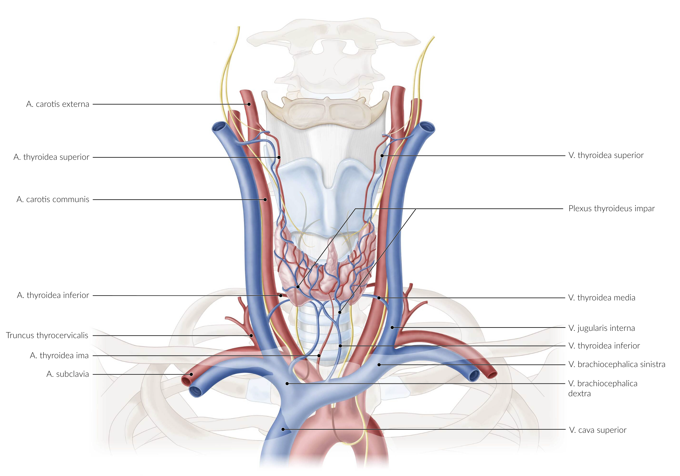<p>E. Inferior thyroid vein (V. thyroidea inferior)</p>