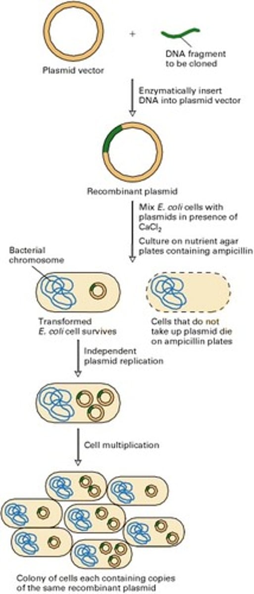 <p>Cells are able to make beta-galactosidase and produce blue colonies on plates containing the substrate, X-gal</p>