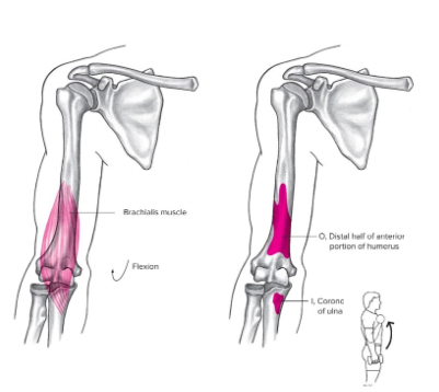 <ul><li><p><strong><u><span style="font-family: Arial, sans-serif">Origin</span></u></strong><span style="font-family: Arial, sans-serif">: DISTAL ANTERIOR shaft of the HUMERUS</span></p></li><li><p><strong><u><span style="font-family: Arial, sans-serif">Insertion</span></u></strong><span style="font-family: Arial, sans-serif">: coroNOID process of the </span><u><span style="font-family: Arial, sans-serif">ULNA</span></u></p></li><li><p><strong><u><span style="font-family: Arial, sans-serif">Action(s)</span></u></strong><span style="font-family: Arial, sans-serif">: ELBOW FLEXION</span></p></li><li><p><strong><u><span style="font-family: Arial, sans-serif">Antagonist</span></u></strong><span style="font-family: Arial, sans-serif">: tricep brachii*</span></p></li></ul>