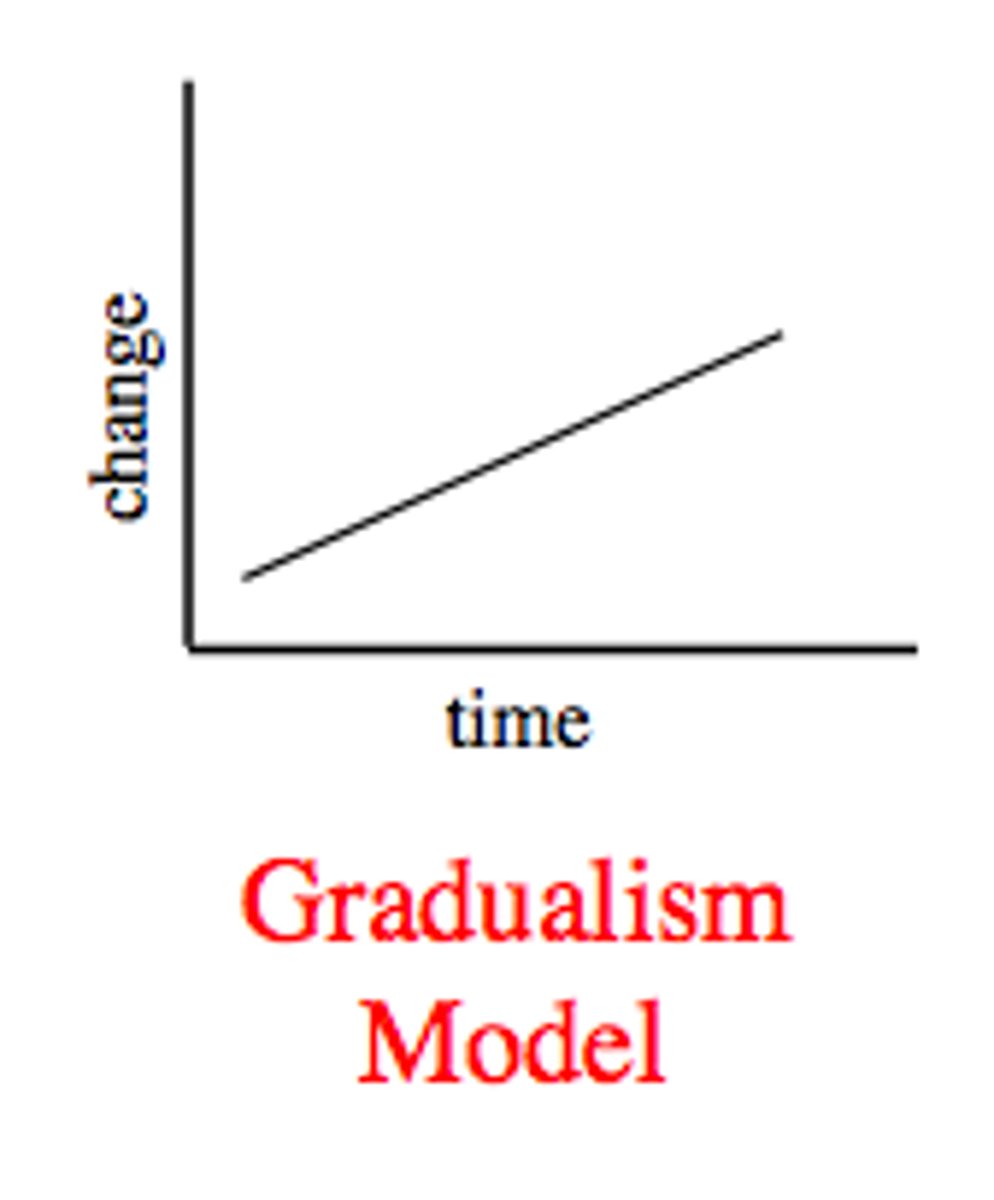 <p>A theory of evolution, supported by Darwin, which states that evolution is a gradual process that proceeds slowly but constantly through a series of small changes.</p>