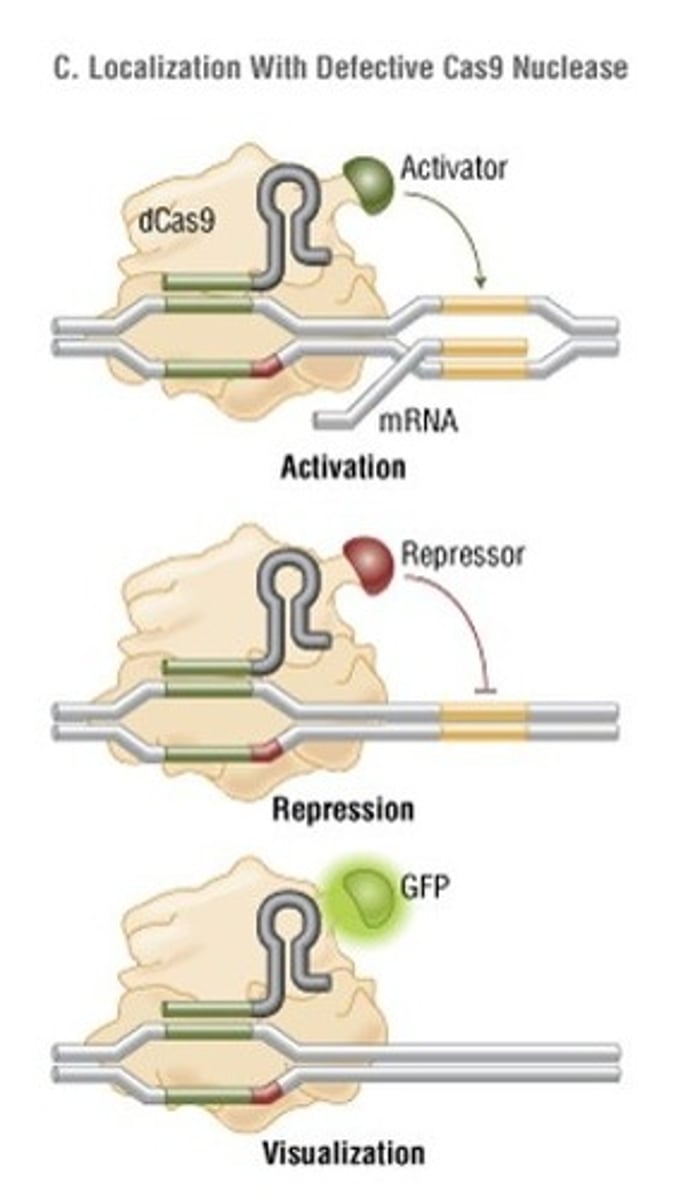 <p>Cas9 can be mutated to no longer cut (defective nuclease) and complexed with an activator or inhibitor element to affect gene transcription. Additionally it can be complexed with a fluorescent molecule instead in order to visualize where genes are located in the nucleus.</p>