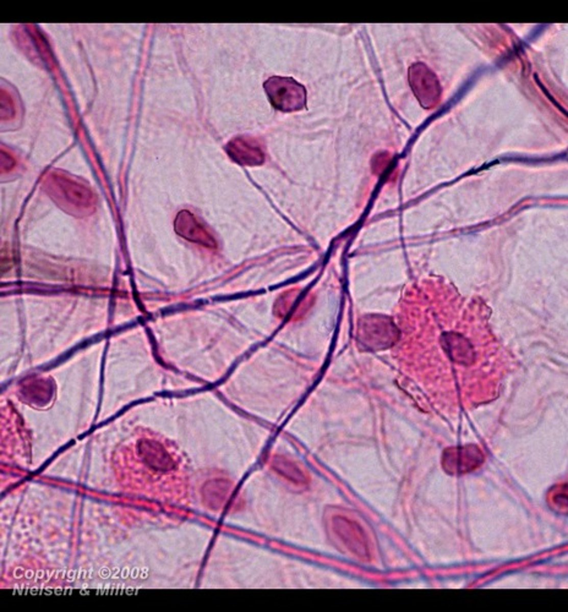 BIO 231 Human Anatomy Histology of Connective Tissue for Lab