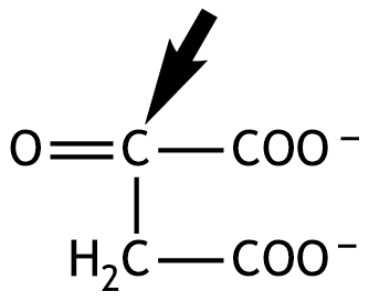 <p>54. Oxaloacetate is formed in the citric acid cycle by oxidation.</p><p>What is the oxidation number of the carbon atom marked with an arrow?</p><p>A. –2</p><p>B. –1</p><p>C. 0</p><p>D. +1</p><p>E. +2</p>