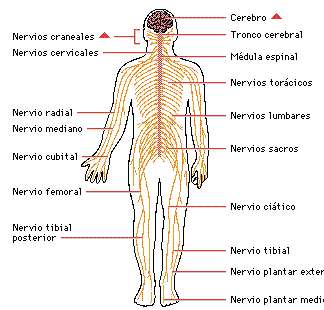 <ul><li><p>Transmite y distribuye info a órganos y SNC mediante nervios</p></li></ul>