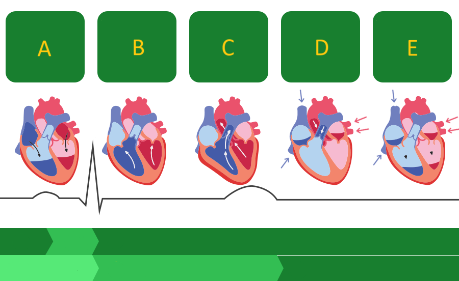 <p>the chambers relax and blood fills the ventricles passively</p>