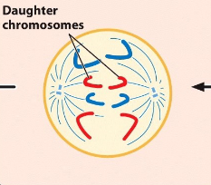 <p>mitosis anaphase</p>