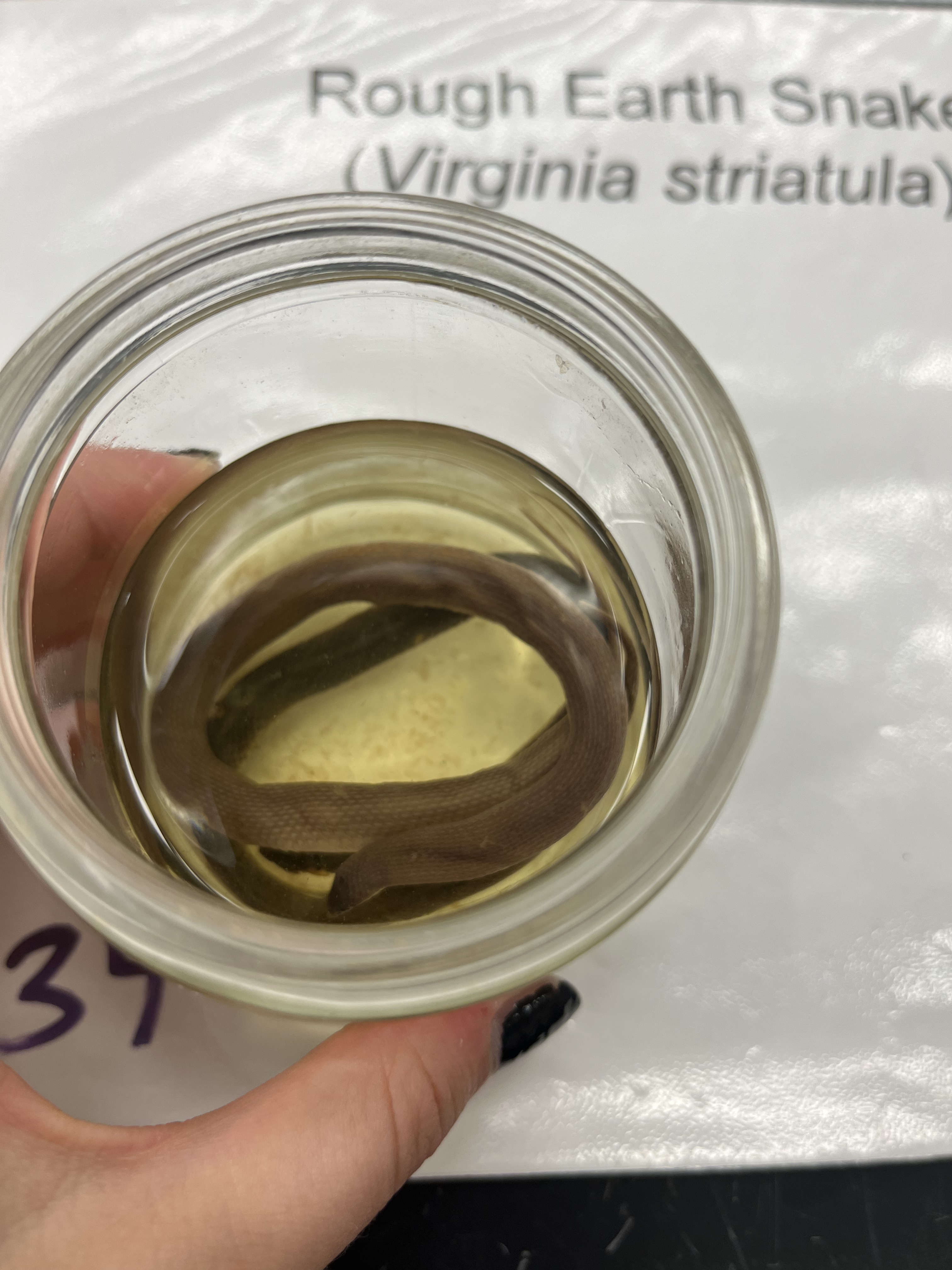 <ul><li><p>small</p></li><li><p>brown</p></li><li><p>darker head</p></li><li><p>unpatterned</p></li><li><p>smooth scales</p></li></ul><p></p>