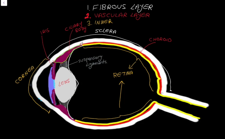 <ul><li><p>Contains an outer layer (pigament and stores vitamin A)</p></li><li><p>Contains an innter layer</p></li></ul><p></p>