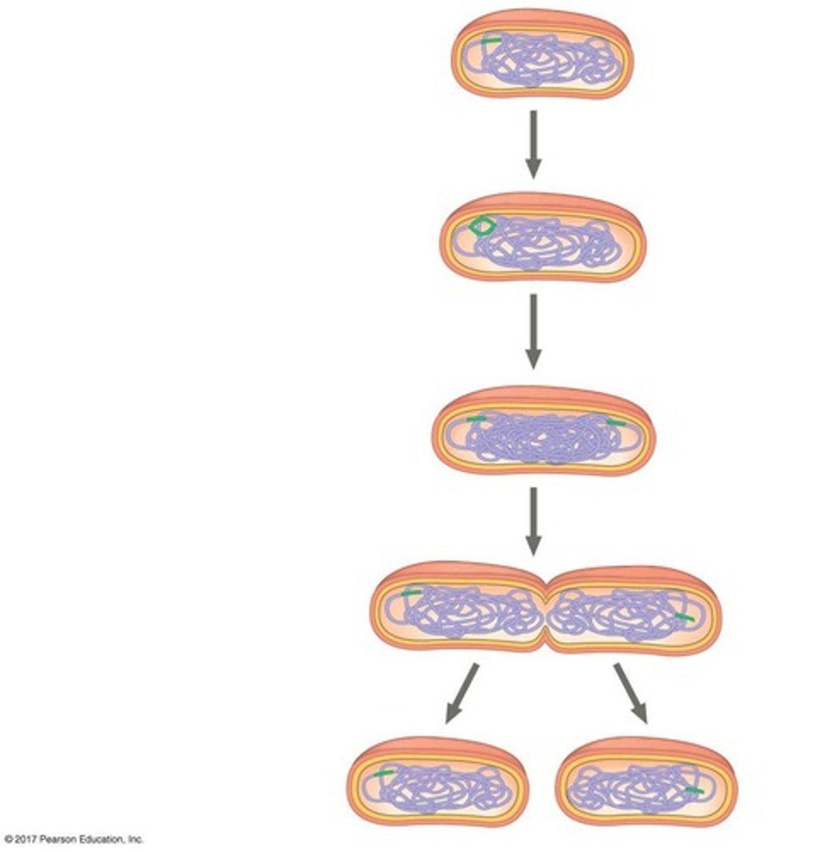 <p>It reproduces the entire organism.</p>