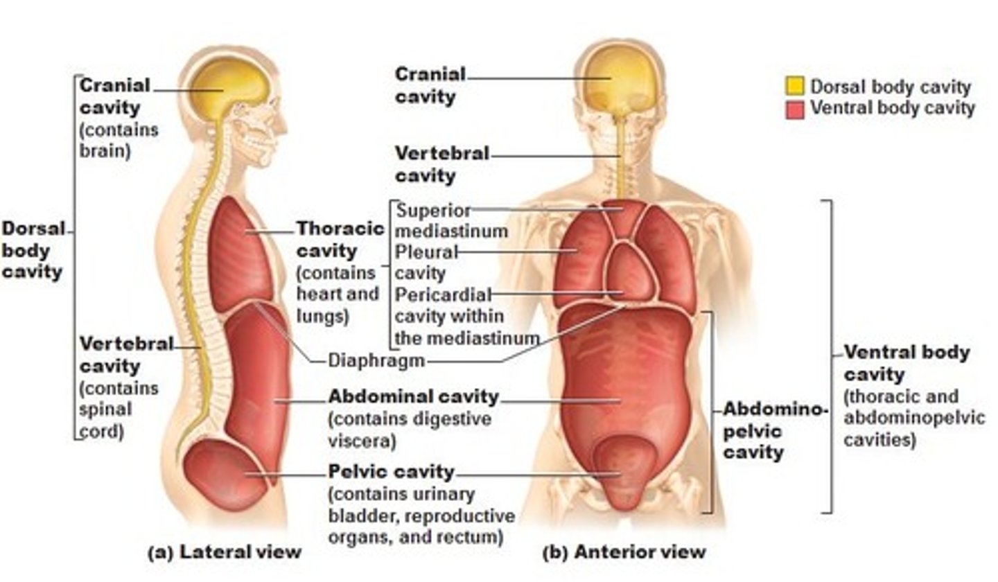 <p>toward the ventral side</p>