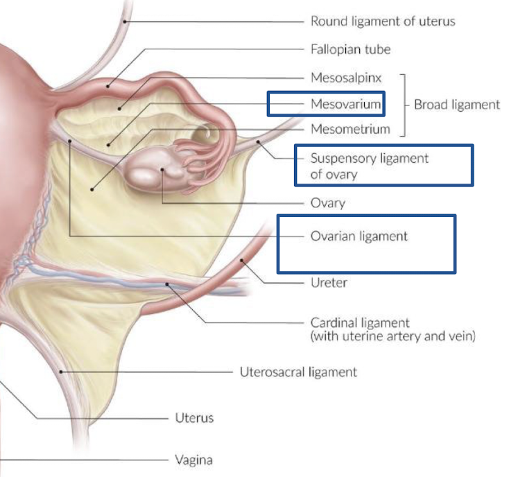 <ol><li><p>ovarian ligament</p></li><li><p>suspensory (infundibulopelvic) ligament</p></li><li><p>mesovarium (broad ligament)</p></li></ol><p></p>
