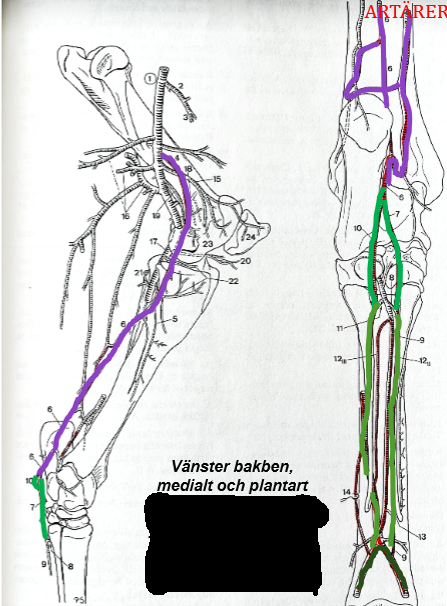 <p>Lila → Grön → Brun</p>