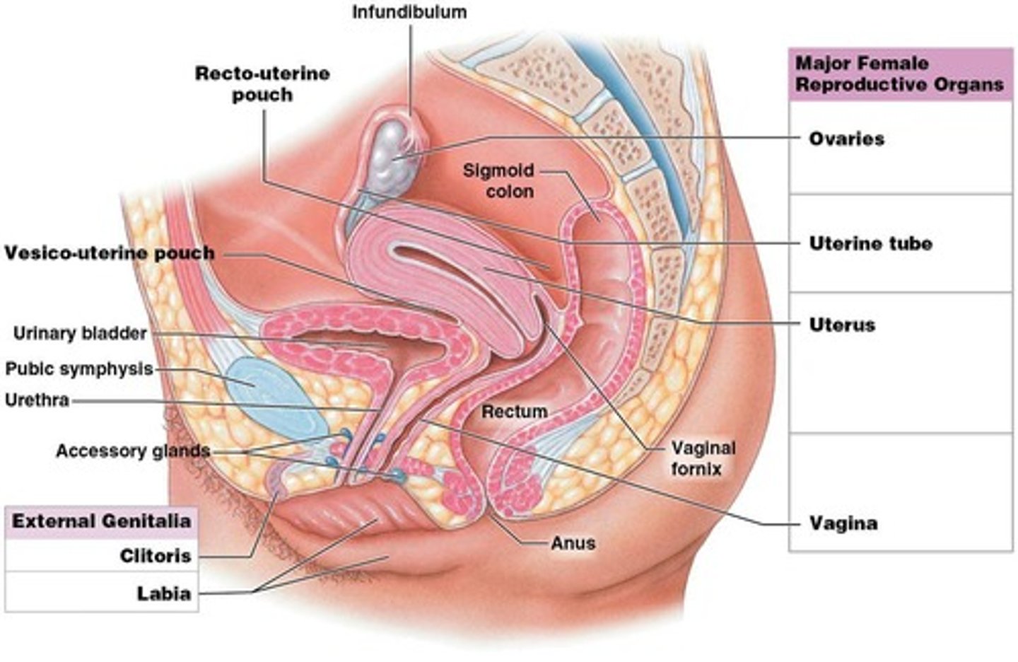 <p>Main structures of the female reproductive system, produces oocyte and hormones (estrogens and progesterone)</p>