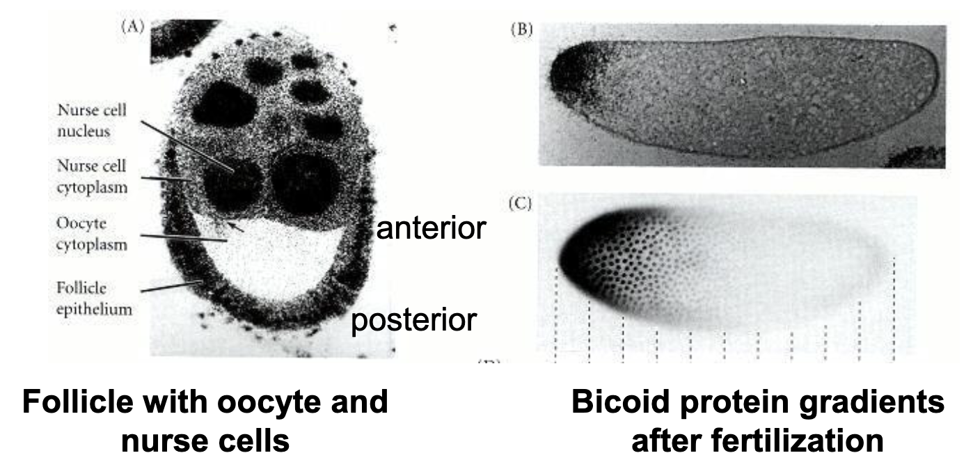 <ul><li><p>nurse cells deposit <em>bcd+</em> and <em>nos+</em> mRNA at the poles of the oocyte</p></li><li><p><em>bcd+</em> mRNA is anchored to the cytoskeleton at the anterior end of the oocyte</p></li><li><p><em>nos+</em> mRNA is anchored to the cytoskeleton at the posterior end of the oocyte</p></li><li><p>when they are translated, their respective proteins diffuse out from the mRNA</p></li></ul><p></p>