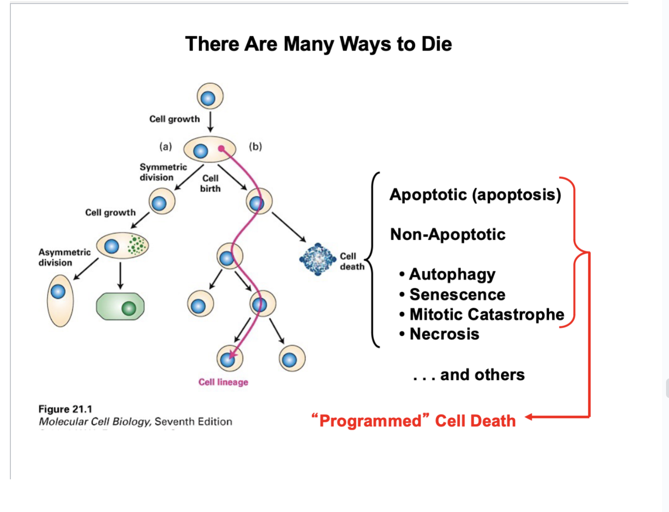 <ul><li><p>Apoptotic (apoptosis) —&gt; programmed cell death (one form)</p></li><li><p>Non-Apoptotic</p><ul><li><p>Autophagy</p></li><li><p>Senescence</p></li><li><p>Mitotic Catastrophe </p></li><li><p>Necrosis </p></li></ul></li></ul><p></p>