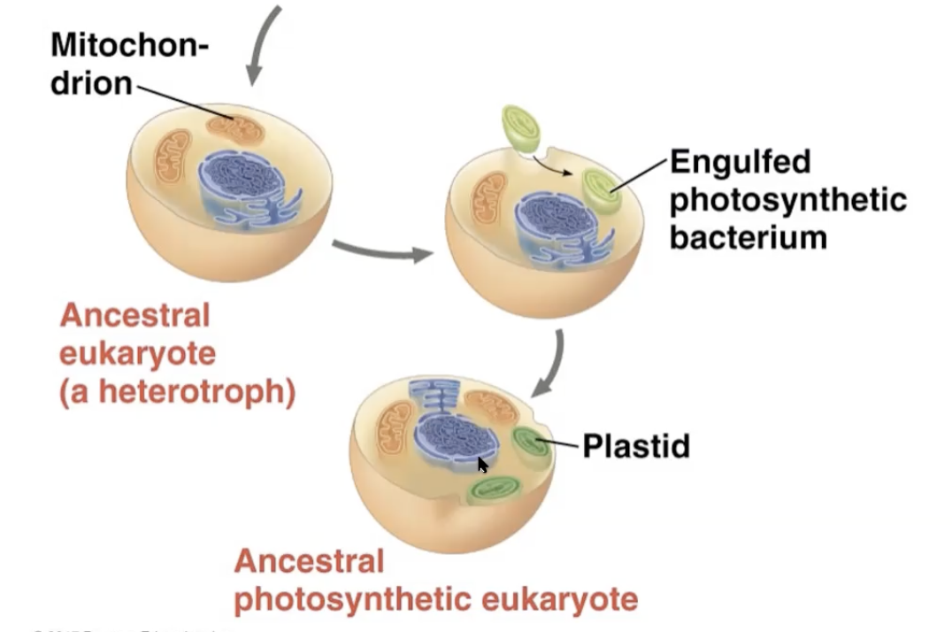 eukaryote