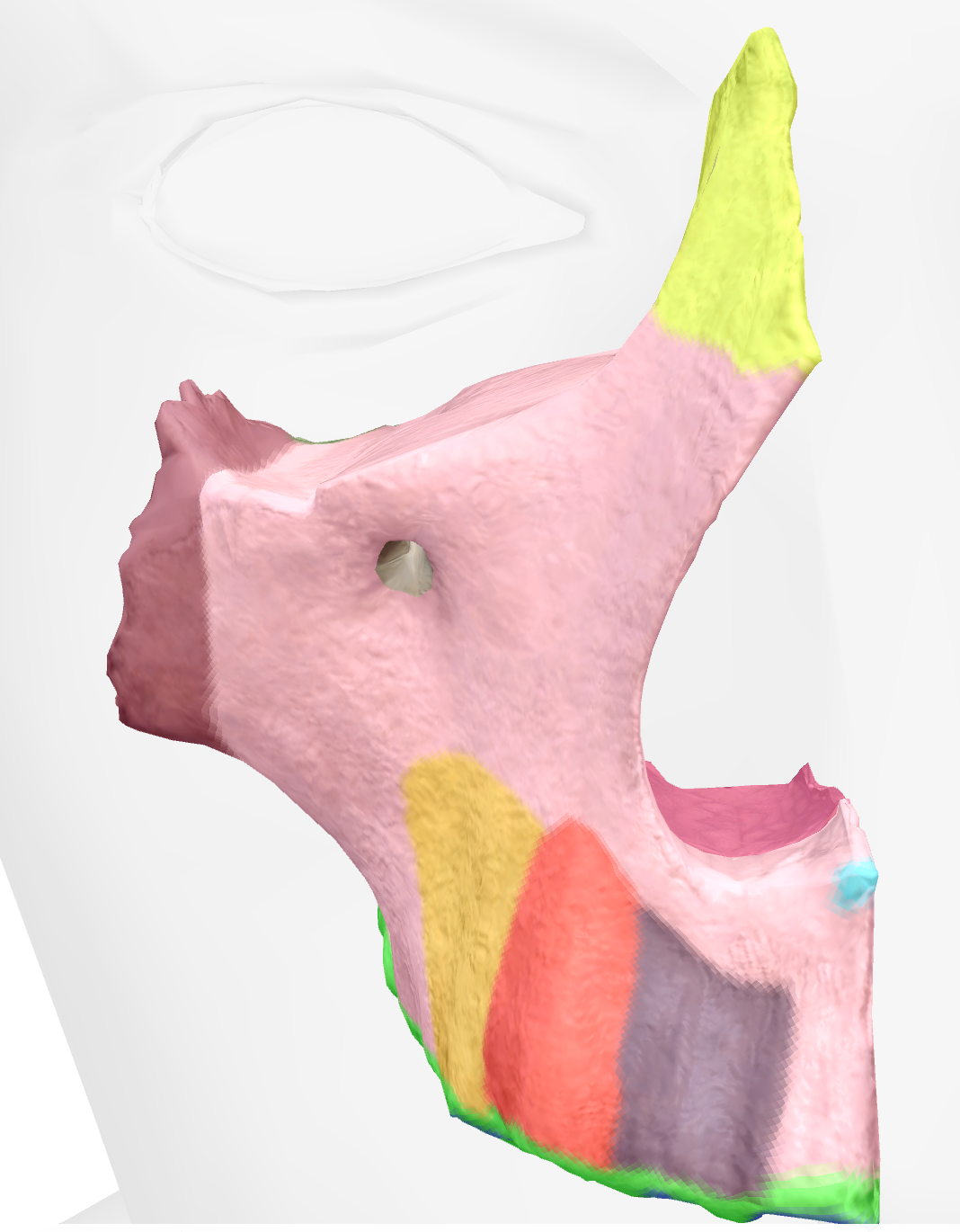 <p>tiny projection pointing anterior below nasal aperture on maxilla </p>