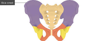 <p>name the red portion of this image</p>