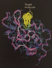 shows the backbone with the side chains extending from it