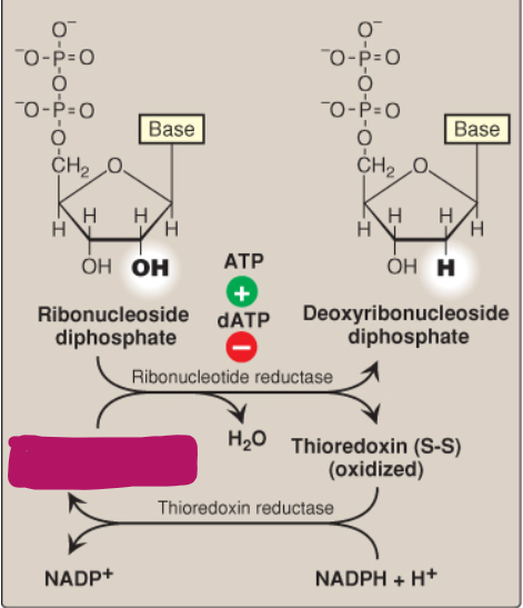 <p>Label this deoxyribonucleotide conversion.</p>