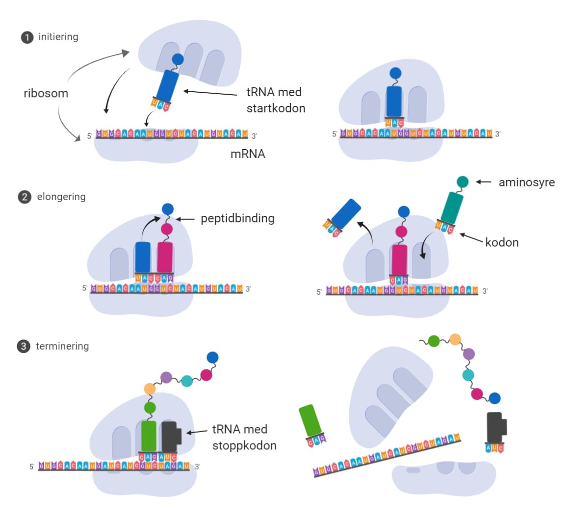 <p>Prosessen der informasjonen i mRNA (nukleotidene) brukes til å bygge et polypeptid, altså en kjede av aminosyrer.</p><p>Initiering – elongering – terminering</p>