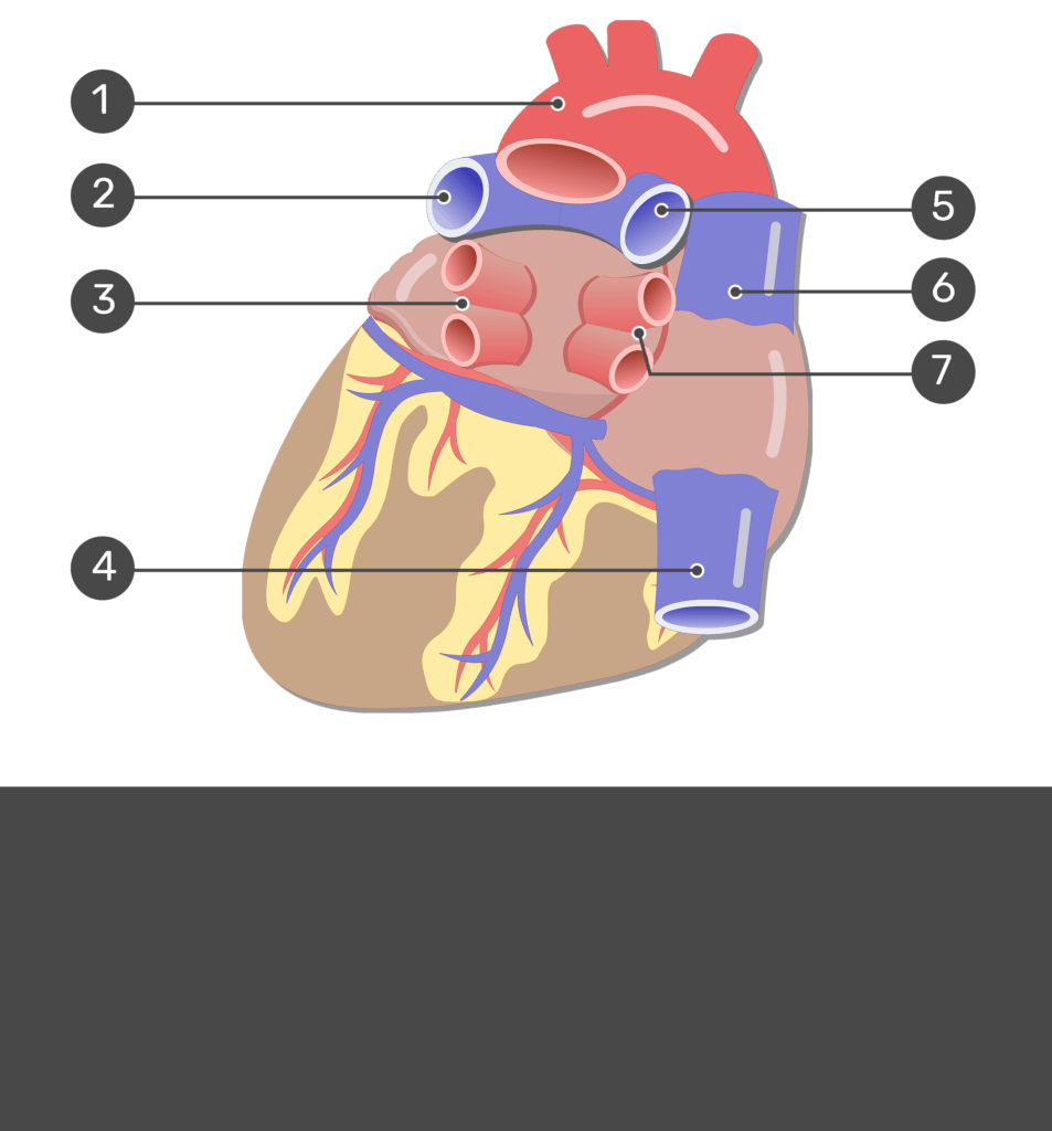 <p>5</p>