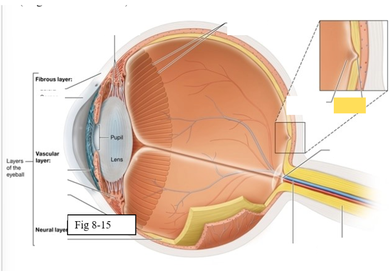 <p><span style="background-color: transparent; font-family: &quot;Times New Roman&quot;, serif;"><span>small pit within the macula lutea concentration of cones is greatest, vision is the sharpest</span></span></p>