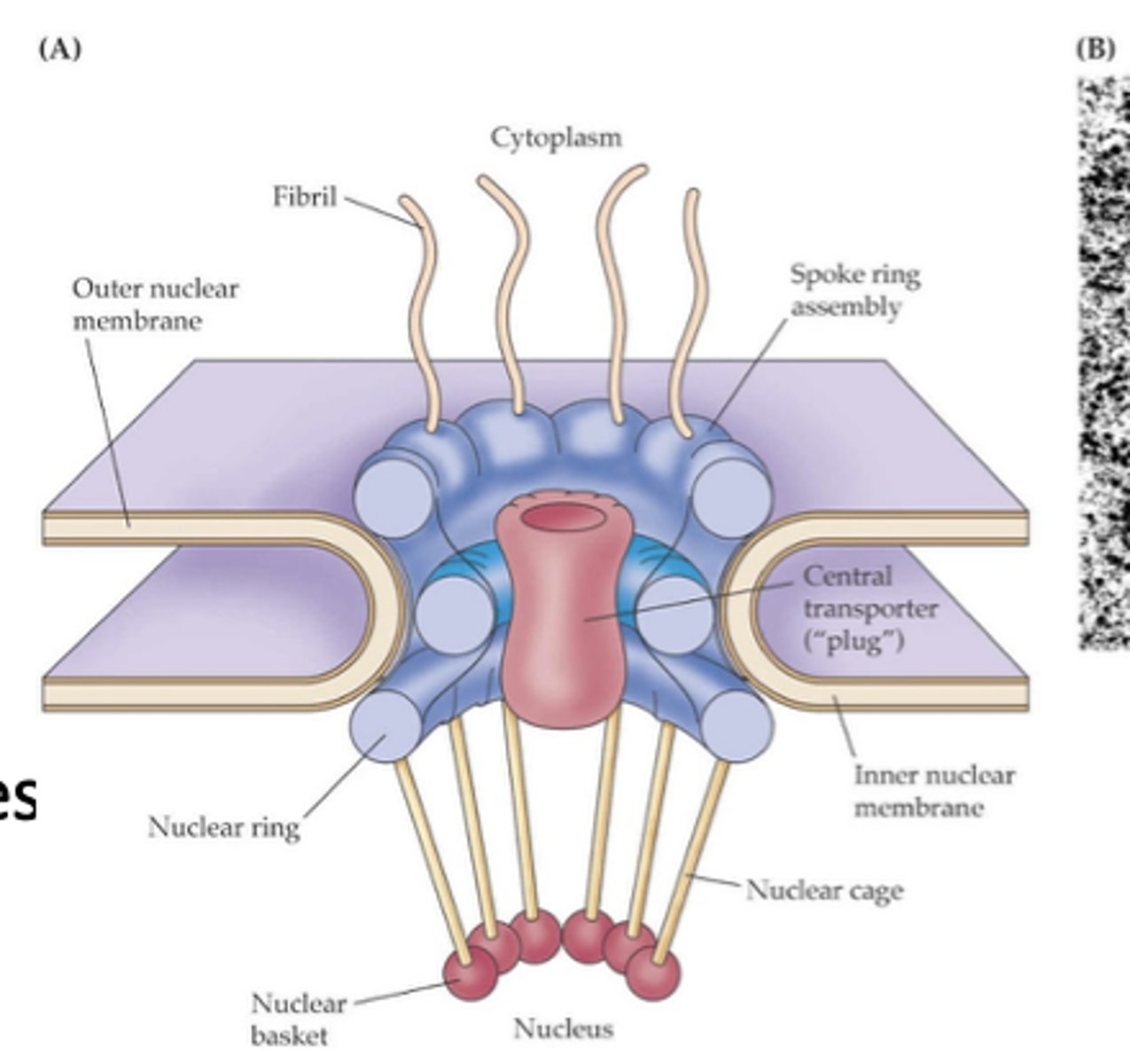 <p>What bridges the inner and outer membranes of the nuclear envelope?</p>