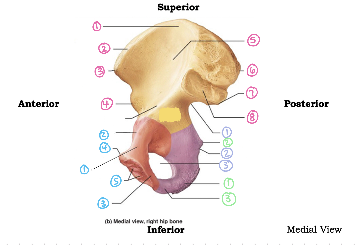 <p>os coxae medial view - blue 5</p>