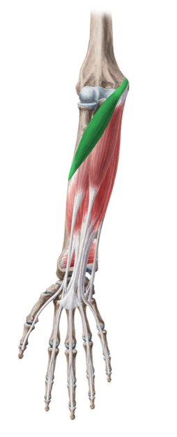 <p>middle of lateral surface of radius (distal to supinator)</p>