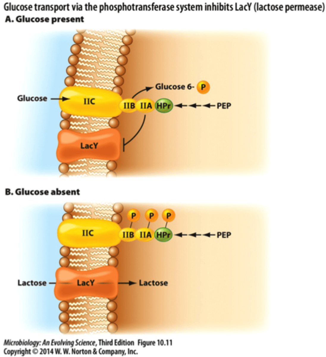 <p>method for gene expression control which involves keeping an inducer of transcription out of the cell. Seen in the lac operon, where glucose limits the activity of lacY (permease)</p>