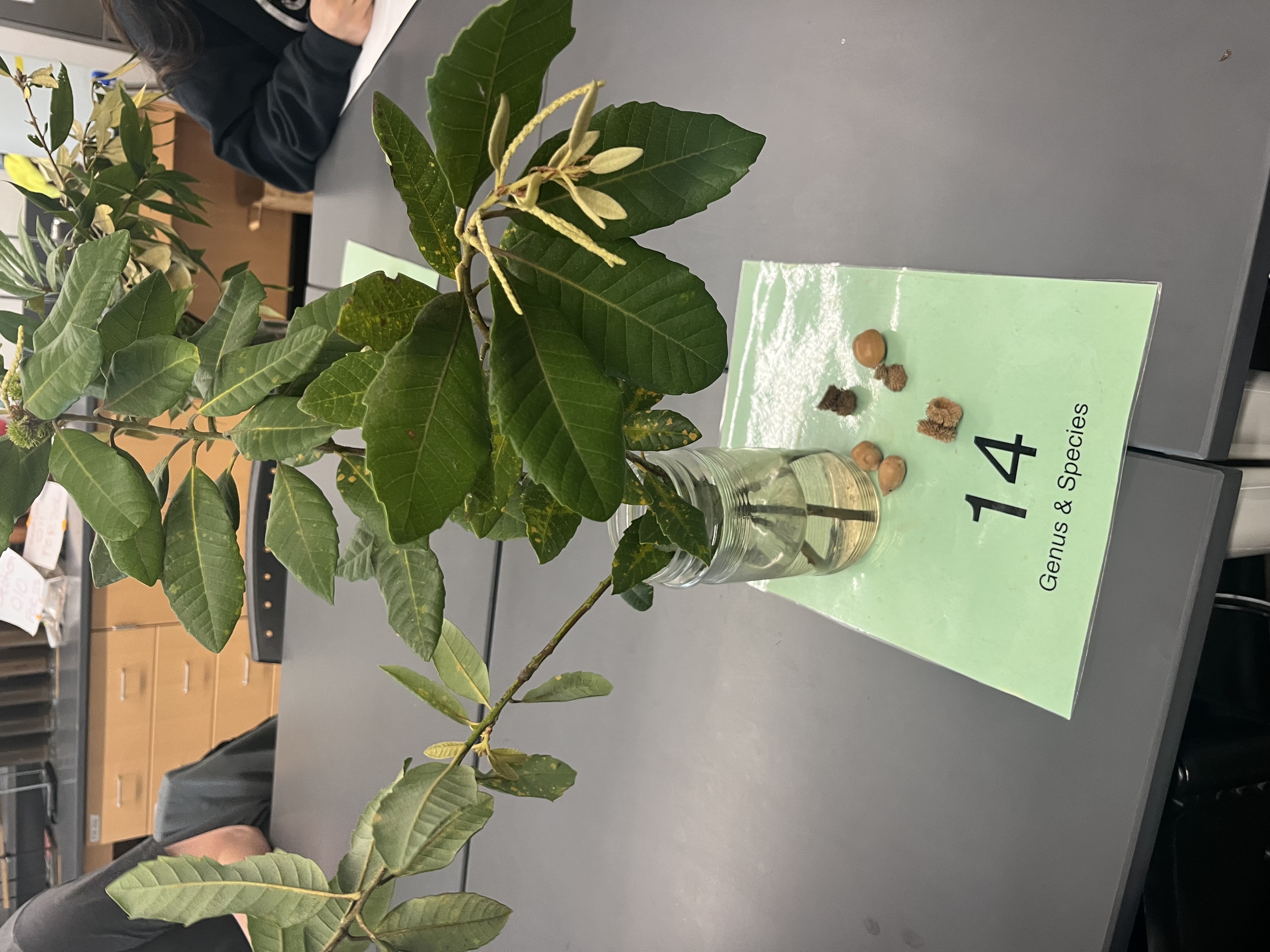 <p>thick, leathery leaves. serrate(wavy tooth border) can be both male/female with catkins or staminate flowers. produces acorns.</p>