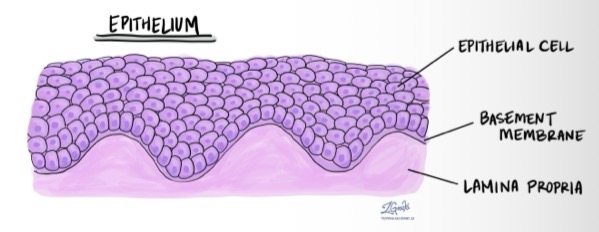 <ul><li><p>Epithelial cell layer</p></li><li><p>Epithelial cells are anchored to the basement membrane</p></li><li><p>Basement membrane is supported by the laminate propria </p></li></ul><p></p>