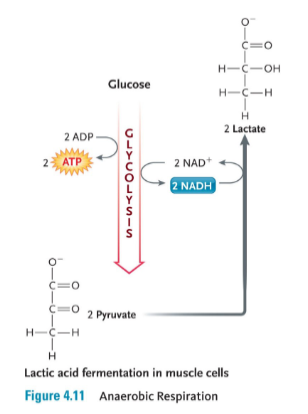 <p>Anaerobic respiration </p>
