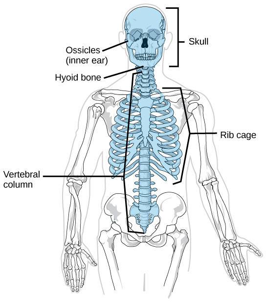 <ul><li><p>runs along midsagittal plane</p></li><li><p>skull, vertebrae, ribs</p></li></ul>