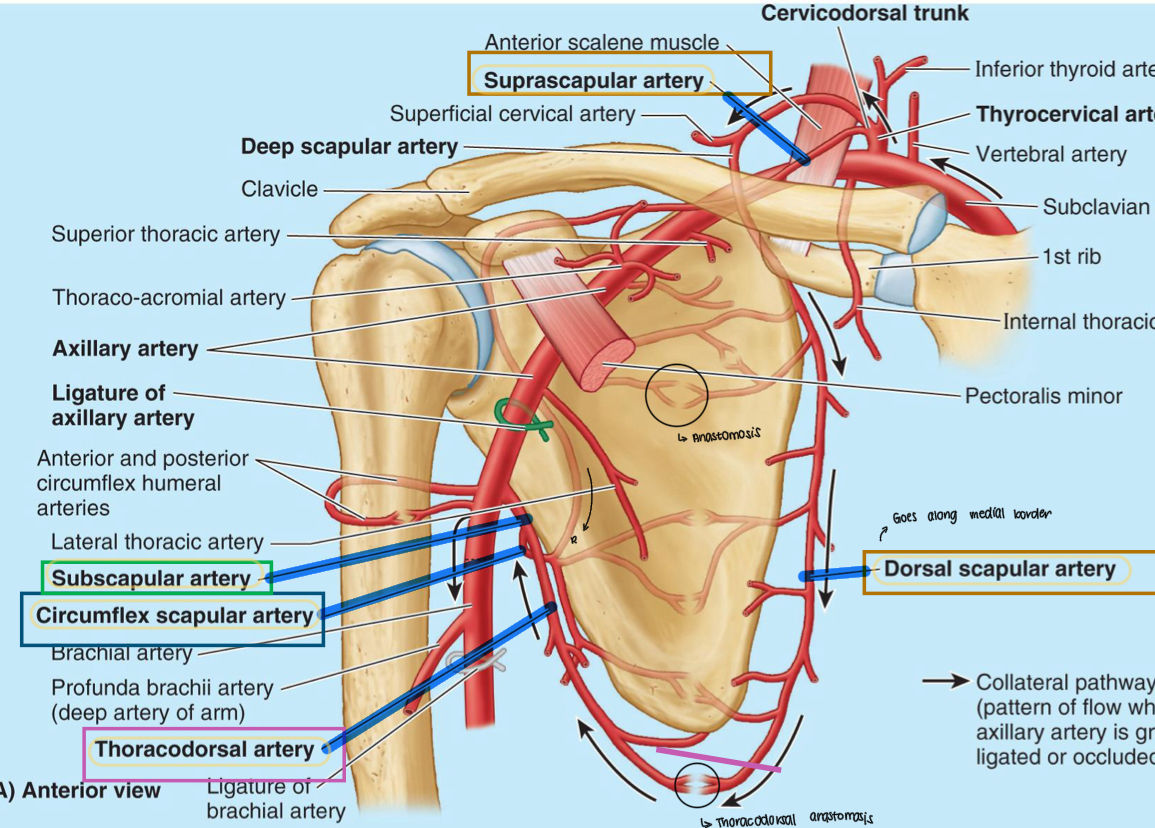 <ol><li><p>Suprascapular artery</p></li><li><p>Subscapular artery</p></li><li><p>Circumflex scapular artery</p></li><li><p>Thoracodorsal artery</p></li><li><p>Dorsal scapular artery</p></li></ol>