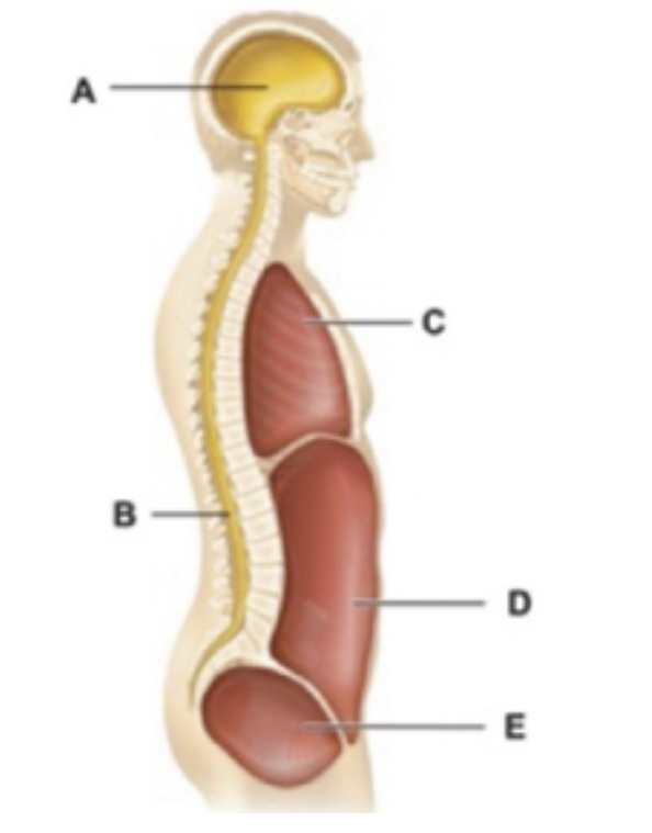 <p>What is the name between C., D., E. </p>