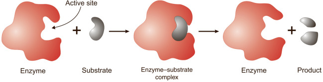 Enzyme-Substrate Complex