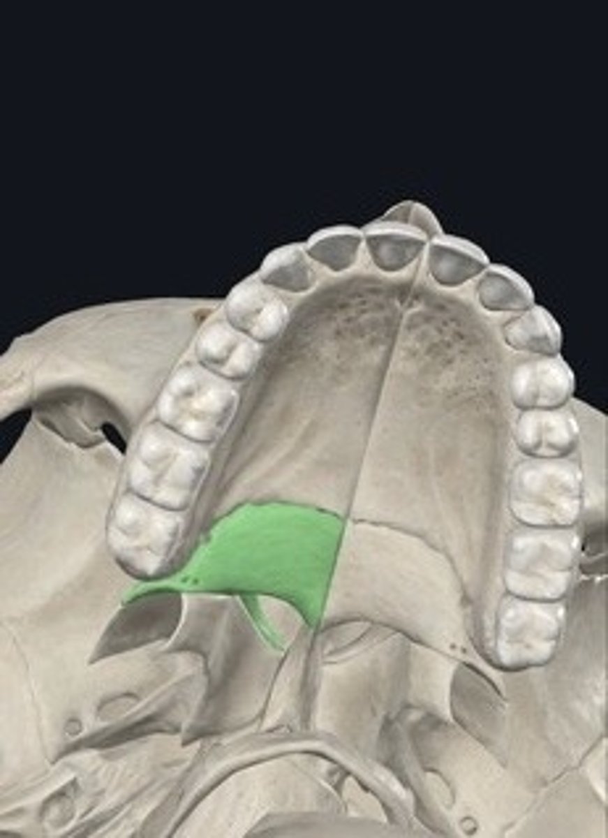 <p>Two bones forming the posterior part of the hard palate.</p>