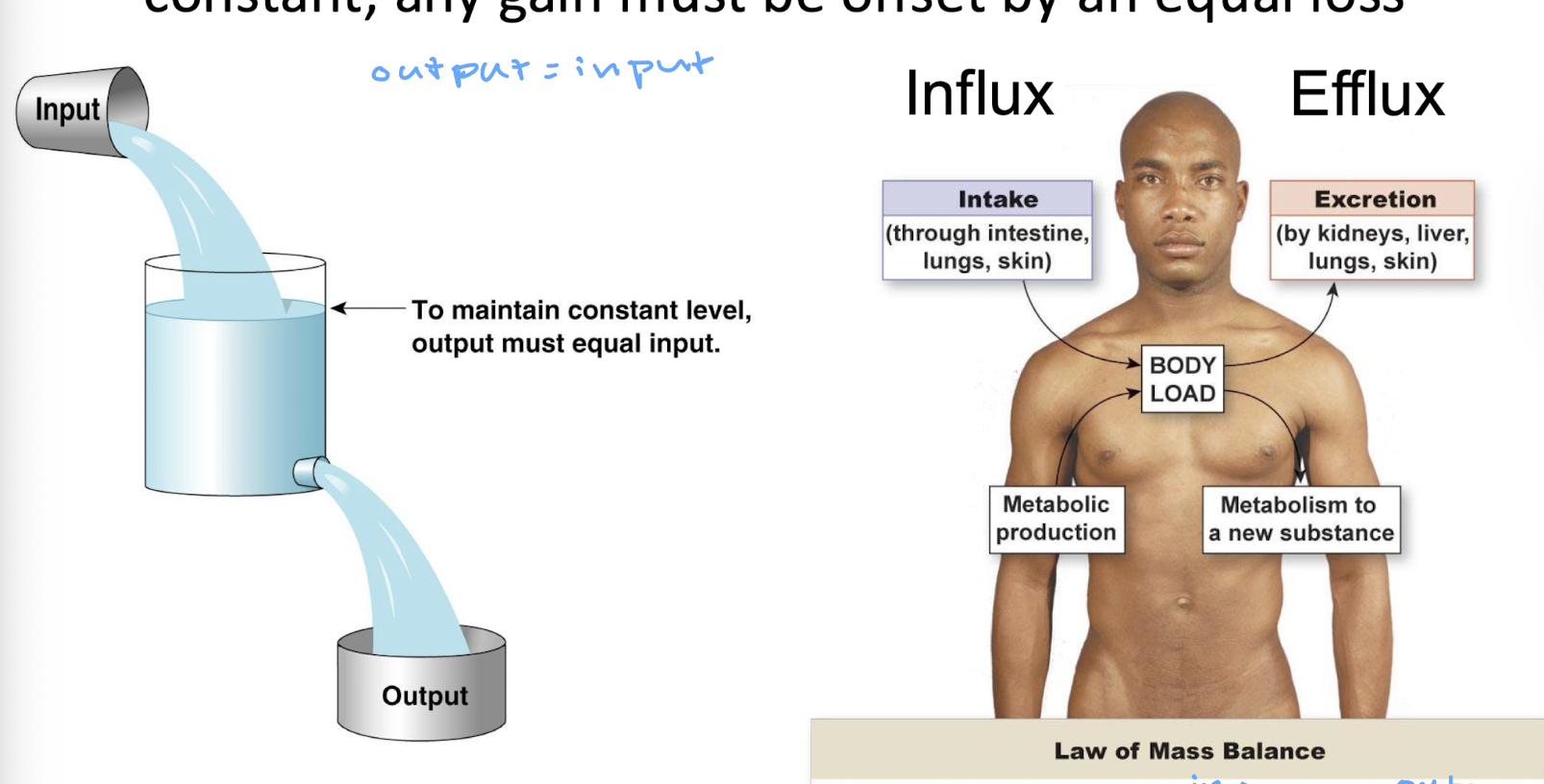 <ul><li><p>if the amount of a substance in the body is to remain constant, any gain must be offset by an equal loss (output has to equal input)</p></li><li><p>mass balance = (existing body load) + (intake or metabolic production) - (excretion or metabolic removal)</p></li><li><p>regulation doesn’t mean no change, it means no net change</p></li></ul><p></p>