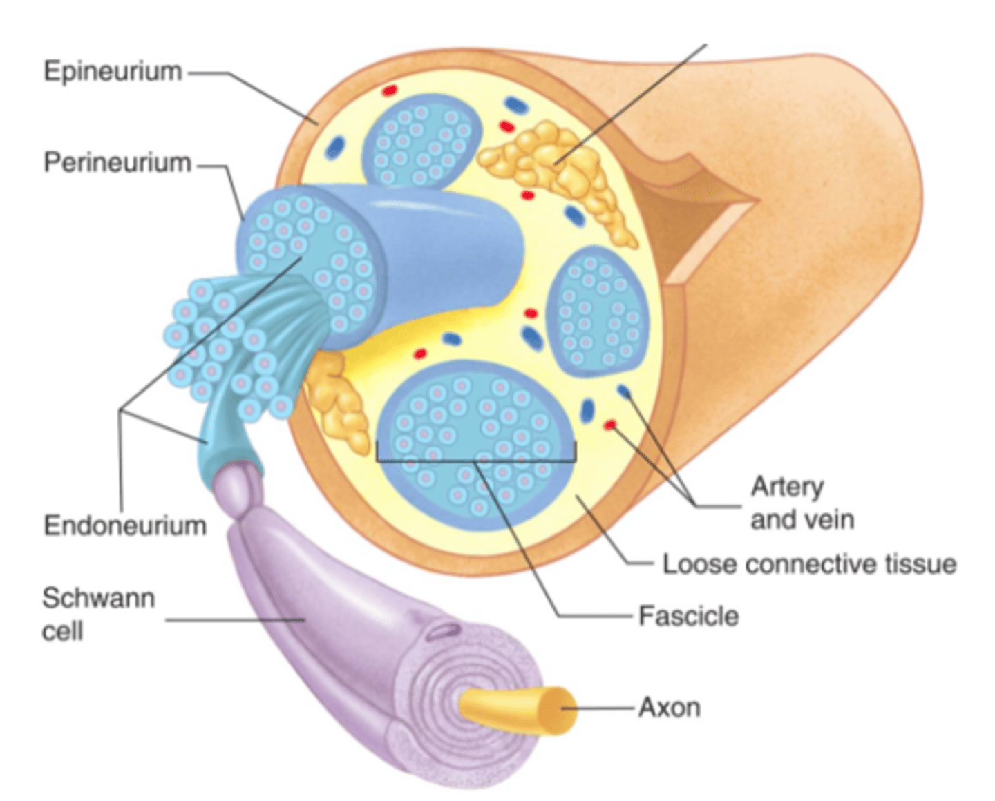 <p>Surrounds individual neuron</p>