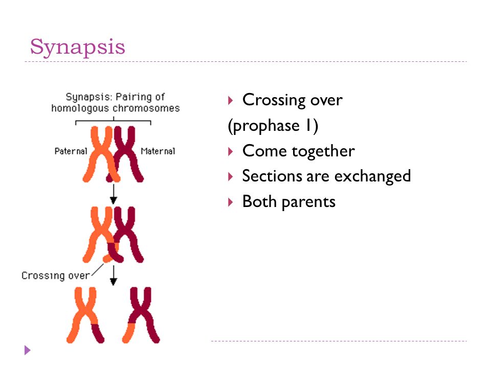 <p>The pairing of homologous chromosomes during meiosis, which can result in the exchange of genetic information between the chromosomes.</p>