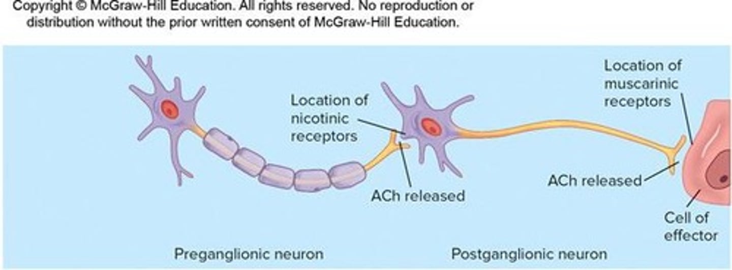 <p>Primary substances produced by neurons of the ANS.</p>