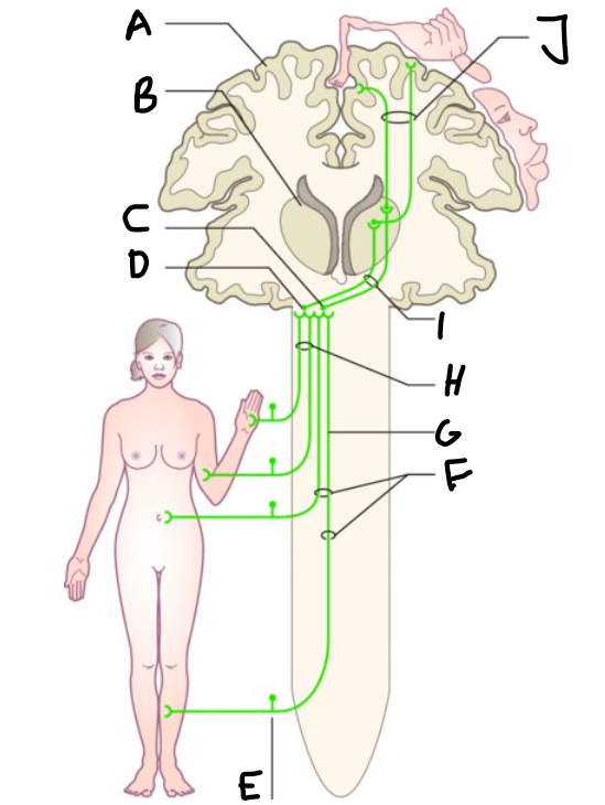 <p>C (which nucleus?)</p>