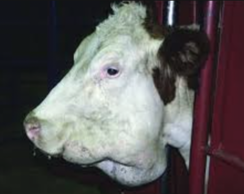 <p>Lumpy jaw in cows </p>