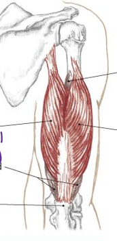 <p>what muscle belly is more medial to the body of the triceps </p>
