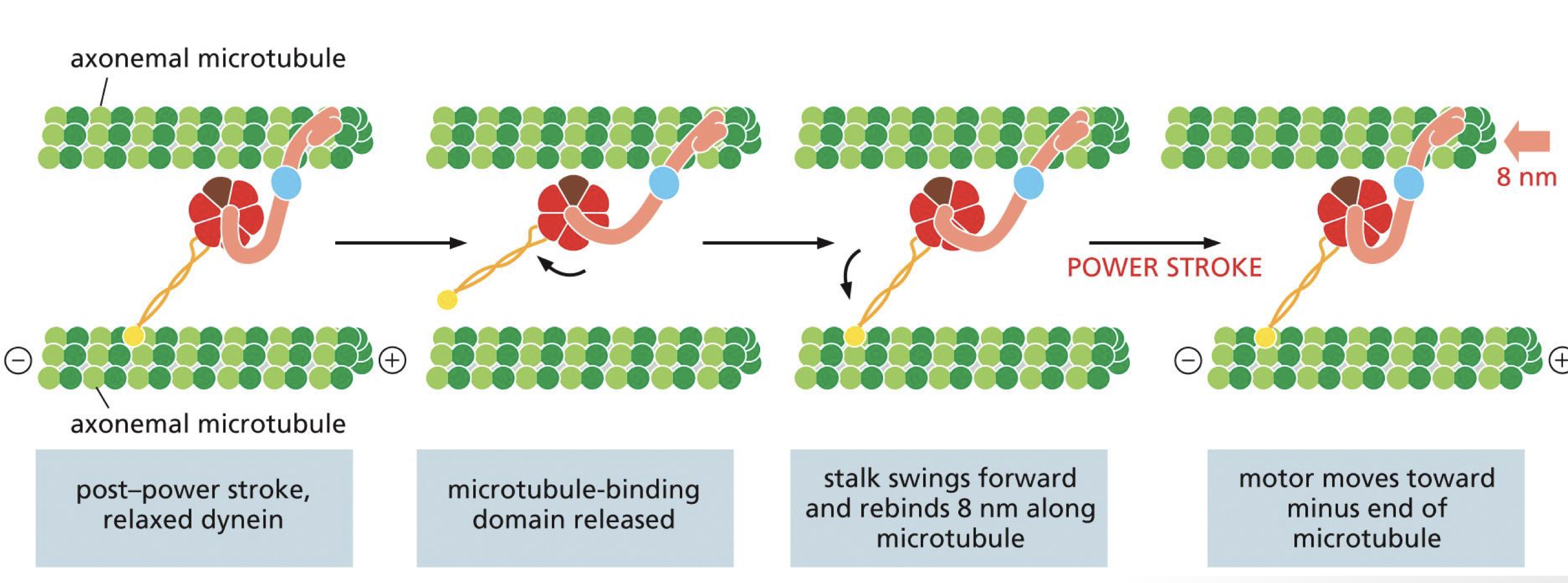 <ul><li><p>dynein is stable when ATP bound</p></li><li><p>ATP hydrolysis releases microtubule binding domain and stalk swings forward, stretching the linker making it more reactive</p></li><li><p>motor moves toward minus end of microtubule </p></li></ul><p></p><p>**dynein produces microtubule sliding </p><p>in flagellum, dynein cause microtubule bending </p><p></p>