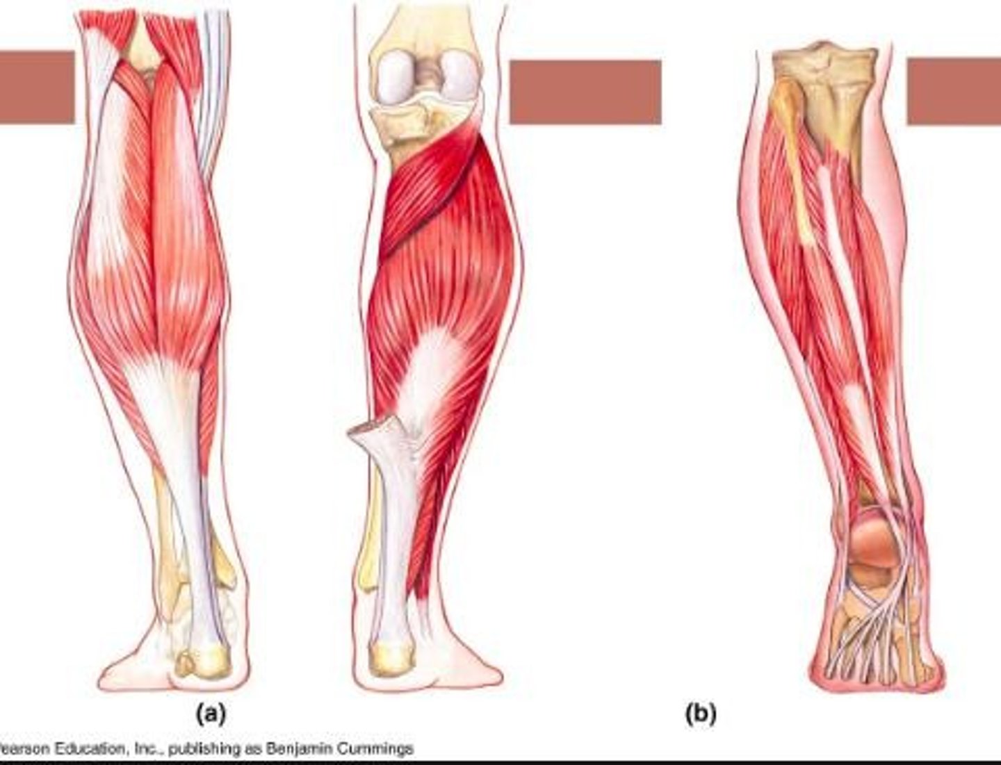 <p>A muscle that plantarflexes the foot and flexes the knee.</p>